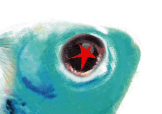 Deep Sonic Cover Image